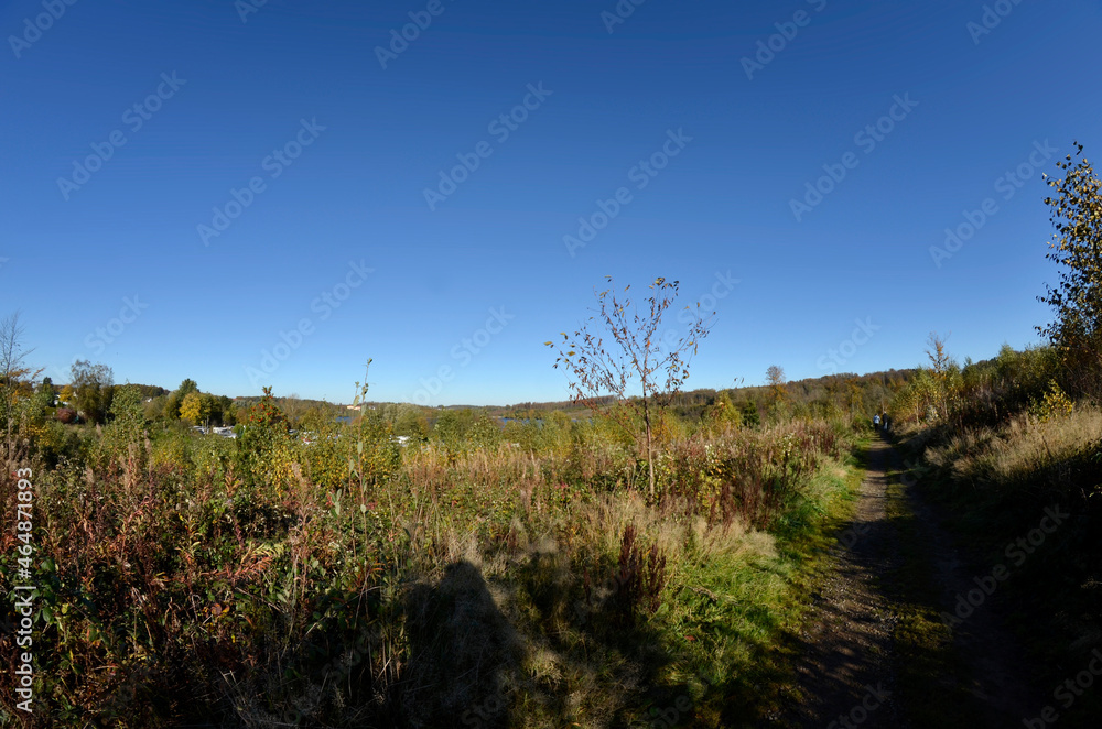 Obraz premium Herbstwald