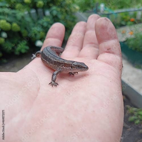 A small gray lizard sits on the palm of a person.