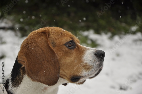 Close up portrait of a Beagle dog in winter