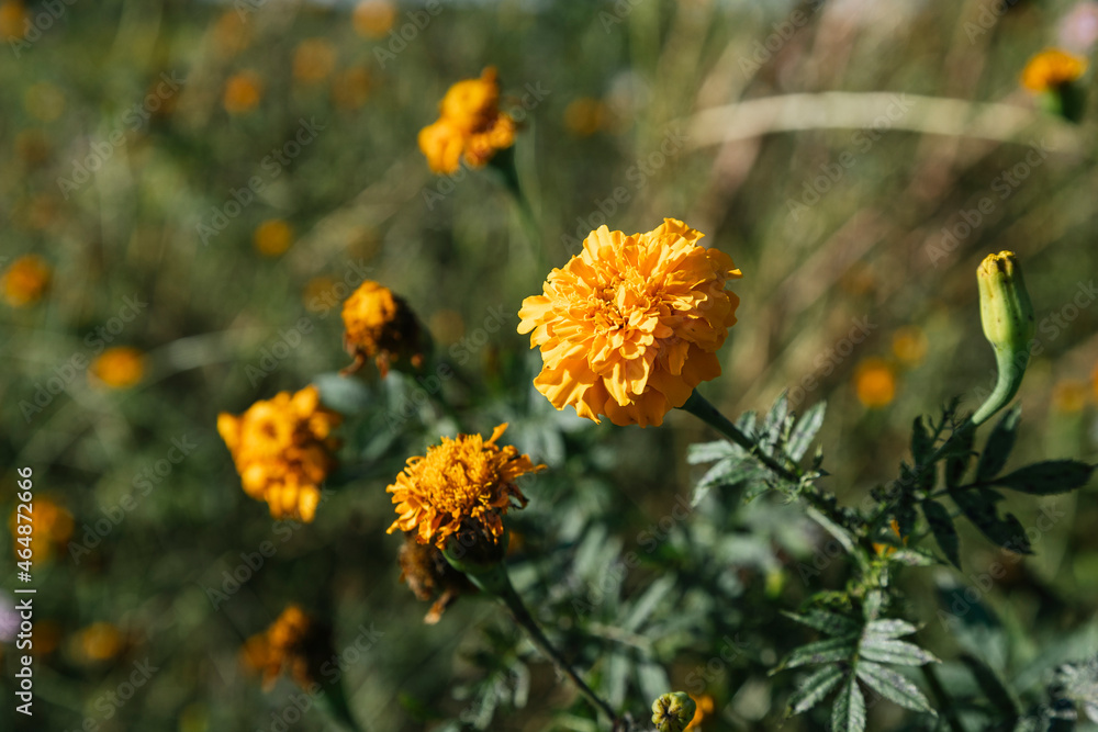 Marygold flower for Day of the Dead celebrations Marygold flower for Day of the Dead celebrations
