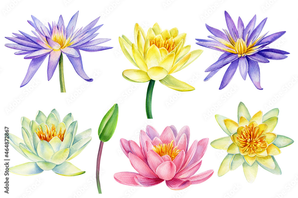 Water lilies, lotus beautiful flower watercolor Water lilies, lotus beautiful flower watercolor