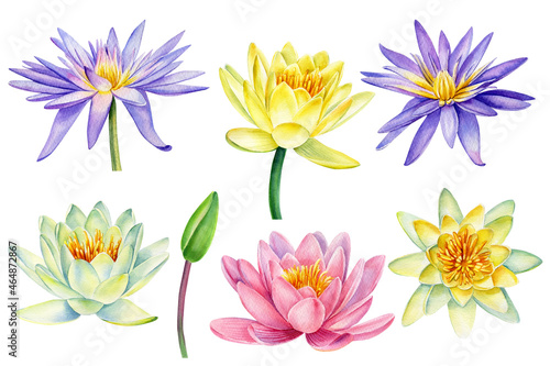 Water lilies  lotus beautiful flower watercolor
