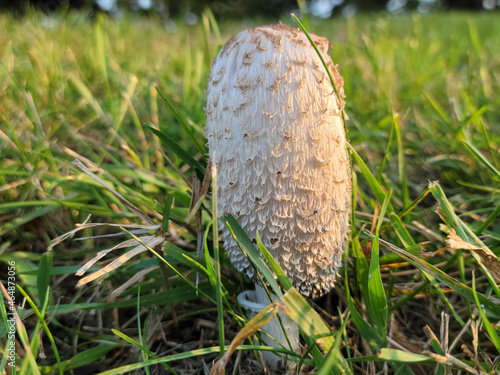 Tall mushroom in the sunset