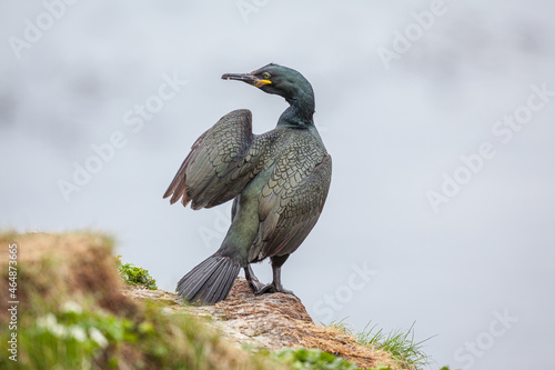 European Shag (Phalacrocorax aristotelis) cleaning and stretching its feathers.  © Chris