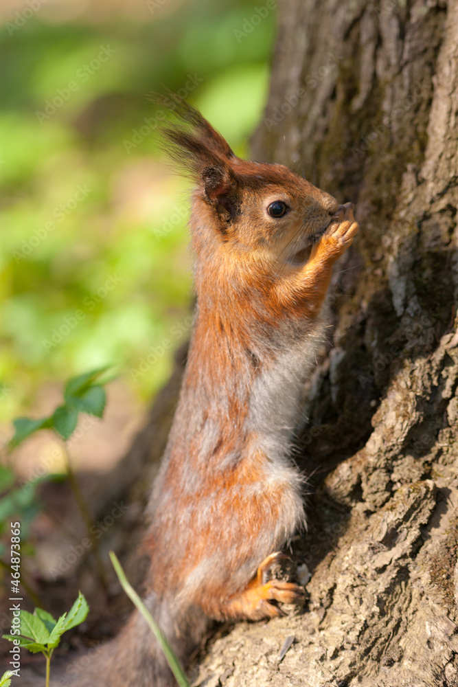Fototapeta premium portrait of a squirrel