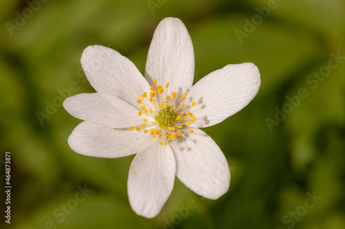 anemone in spring close up