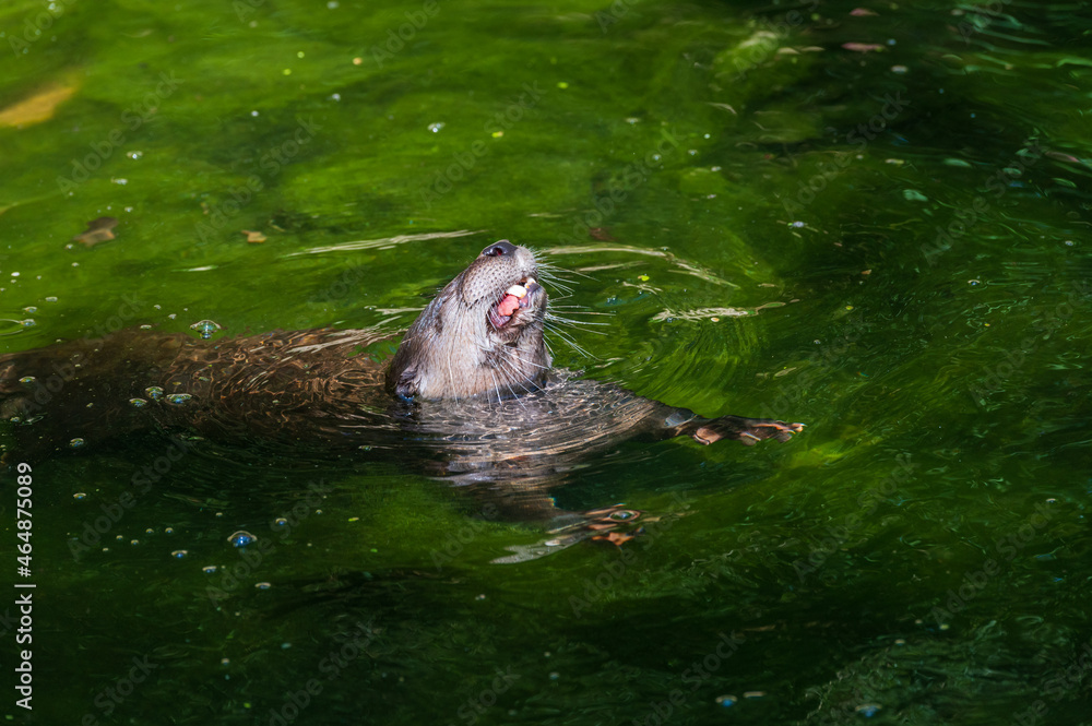 Fischotter (Lutra Lutra) mit Beute im Wasser