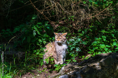 Obraz na płótnie Wildkatze im Wald auf einer Lichtung w salonie