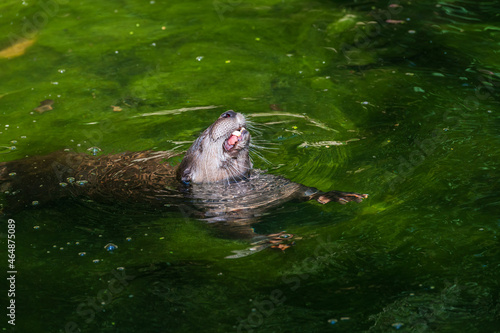 Obraz na płótnie Fischotter (Lutra Lutra) mit Beute im Wasser w salonie