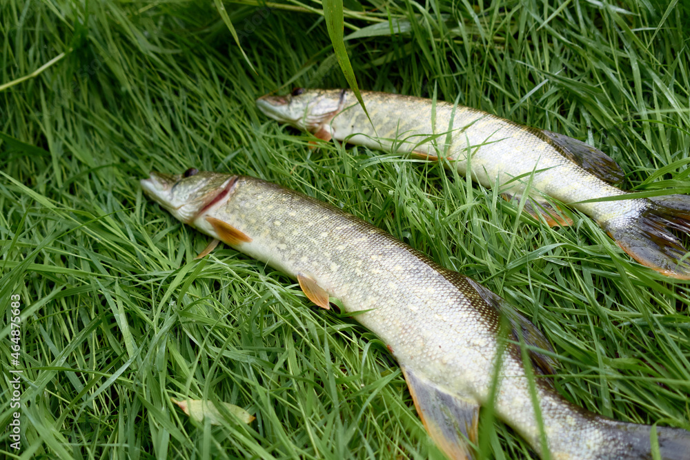 Summer still Life with pikes on the grass.
Fisherman trophy. The caught pike lies on the grass. Summer still Life with pikes on the grass.
Fisherman trophy. The caught pike lies on the grass.