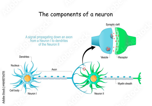 Neuron anatomy. Close-up of a Chemical synapse