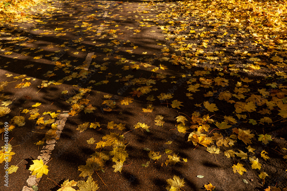 Autumn, leaves lying on the bike path, yellow leaves, falling leaves, lots of leaves, on the road Autumn, leaves lying on the bike path, yellow leaves, falling leaves, lots of leaves, on the road