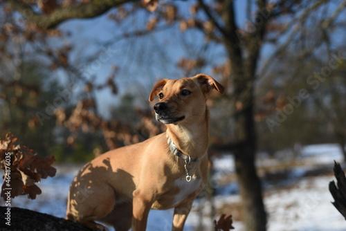  dog sitting in autumn forest covered with snow