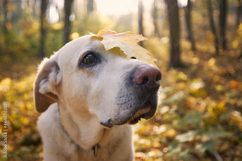 Dog in autumn forest. Portrait of old labrador retriever with yellow leaf on head.