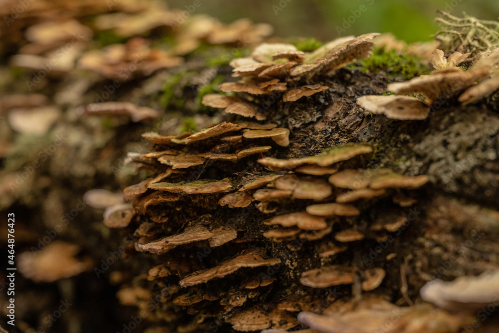 Selective Focus of Mushrooms Clinging To Tree Selective Focus of Mushrooms Clinging To Tree