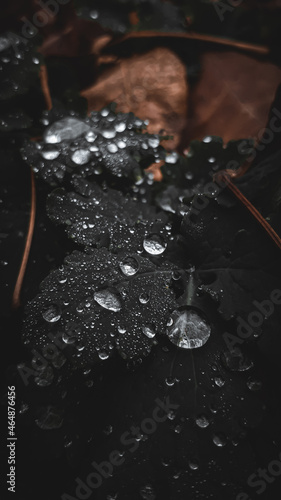 water drops on a leaf