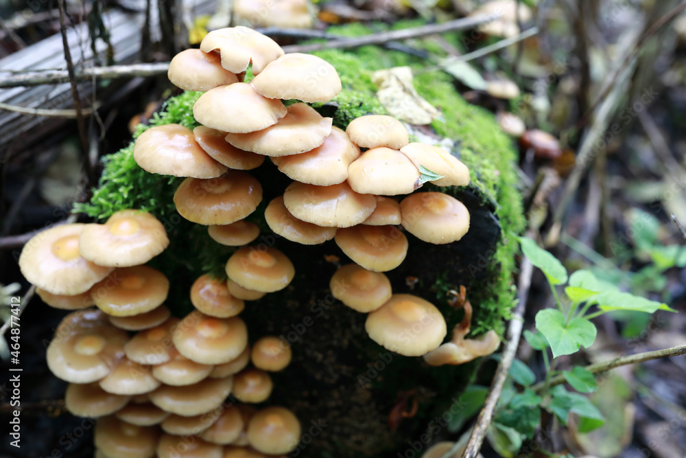 Details of poisonous honey mushrooms Details of poisonous honey mushrooms