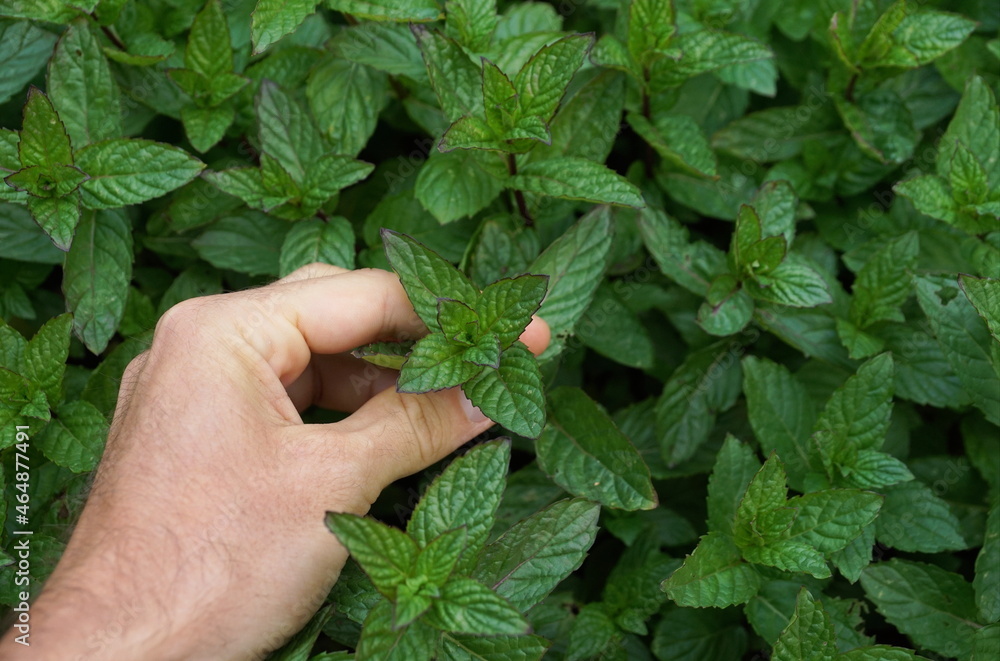 Picking fresh wild mint leaves on a outdoor garden.