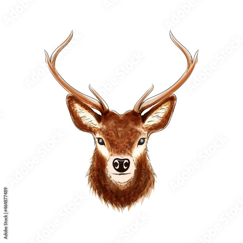 Hand drawn watercolor deer illustration