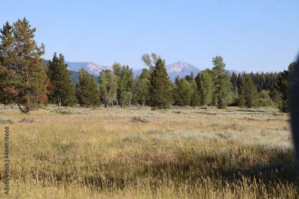 Teton Valley meadows, Grand Teton National Park, Wyoming