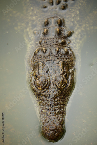 Fotografering A watchful crocodile lying on the surface of the water