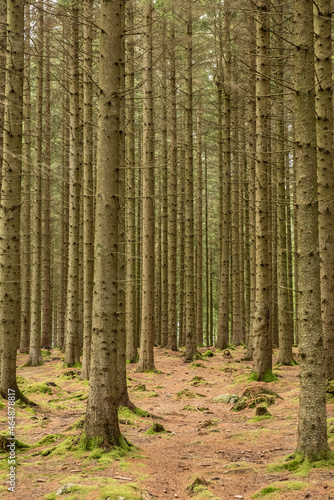 Fototapeta Naklejka Na Ścianę i Meble -  Tall planted trees in a forest.