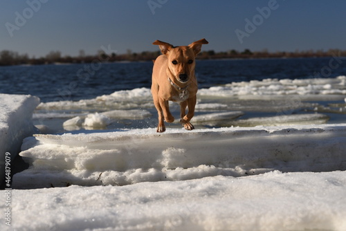 dog jumping over ice floe