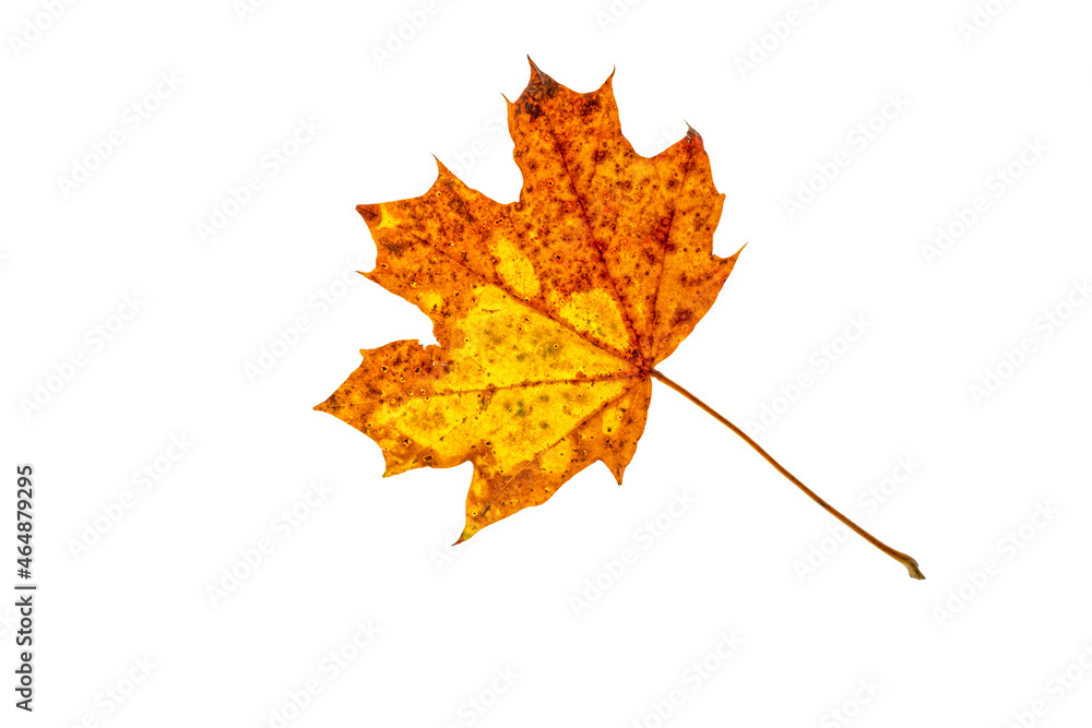 feuille d'arbre aux couleurs d' automne sur fond blanc feuille d'arbre aux couleurs d' automne sur fond blanc