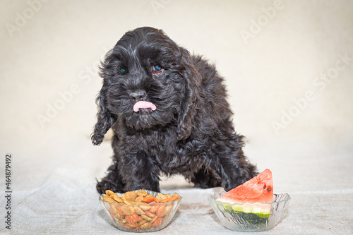 Black American Cocker Spaniel puppy stuck his tongue out, a bowl of watermelon and dry food in front of him?. photo