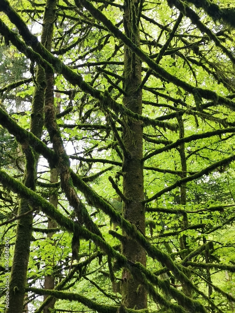Obraz premium A vertical shot of trees and branches covered in moss