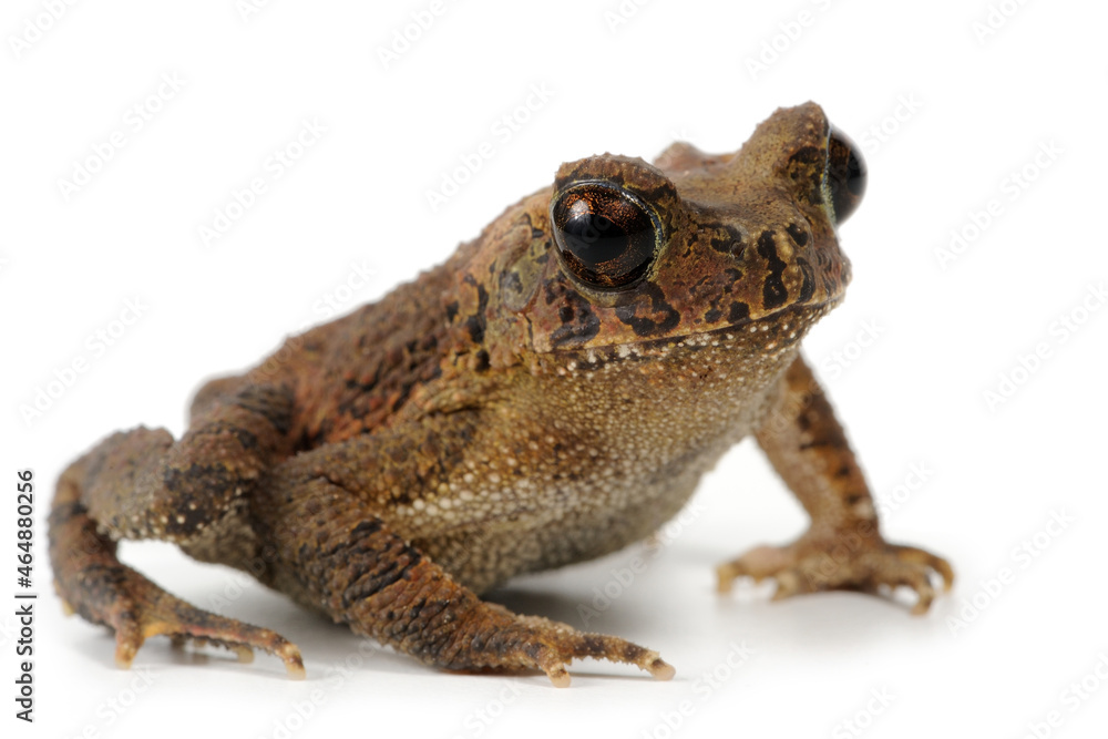 Texas toad (Anaxyrus speciosus) on a white background Texas toad (Anaxyrus speciosus) on a white background