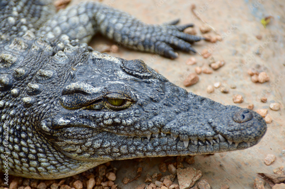 Obraz premium Crocodile lying next to a pool of water