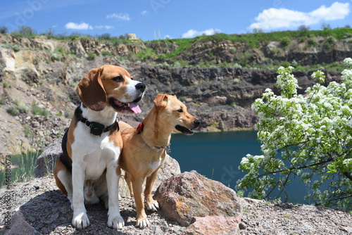 beagle dog sitting on the rock near blooming tree at the lake shore