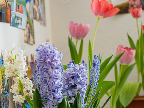 Photography Close up many Hyacinth blossom