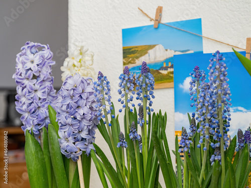Photography Close up many Hyacinth blossom