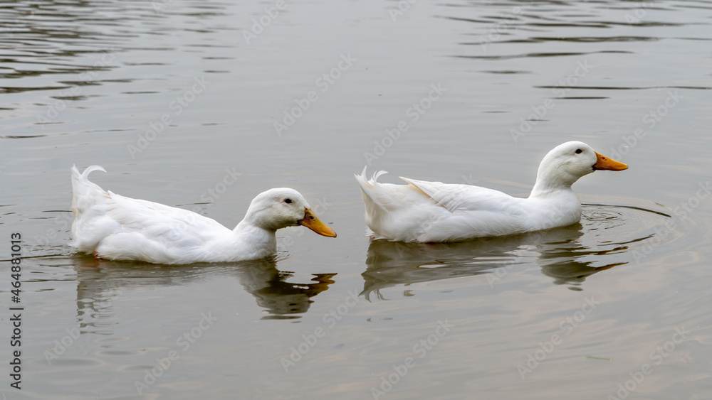 two American heavy aylesbury pekin ducks swimming in a row on lake