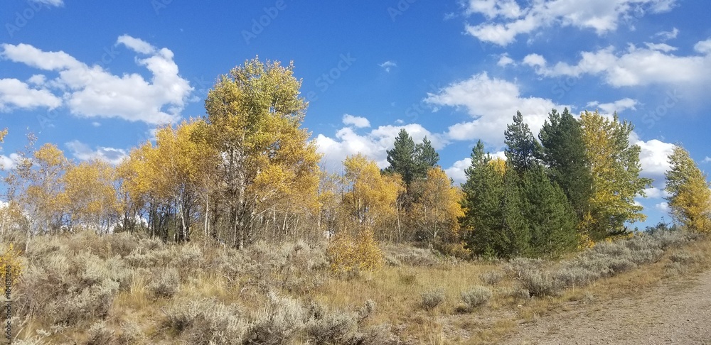 Golden Aspens in Early Fall, Grand Teton National Park, Wyoming
