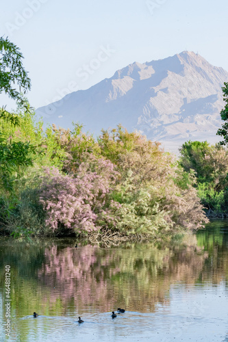 Tamarix blossom with lake reflection and mountain view photo