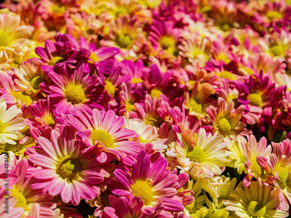 Close up shot of many chrysanthemum blossom Close up shot of many chrysanthemum blossom