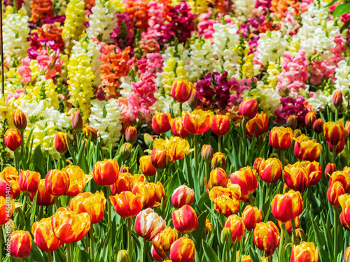 Close up shot of many tulips blossom © Kit Leong