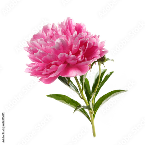 Fototapeta Naklejka Na Ścianę i Meble -  Beautiful rose-shaped peony flower in pink color isolated on white background.