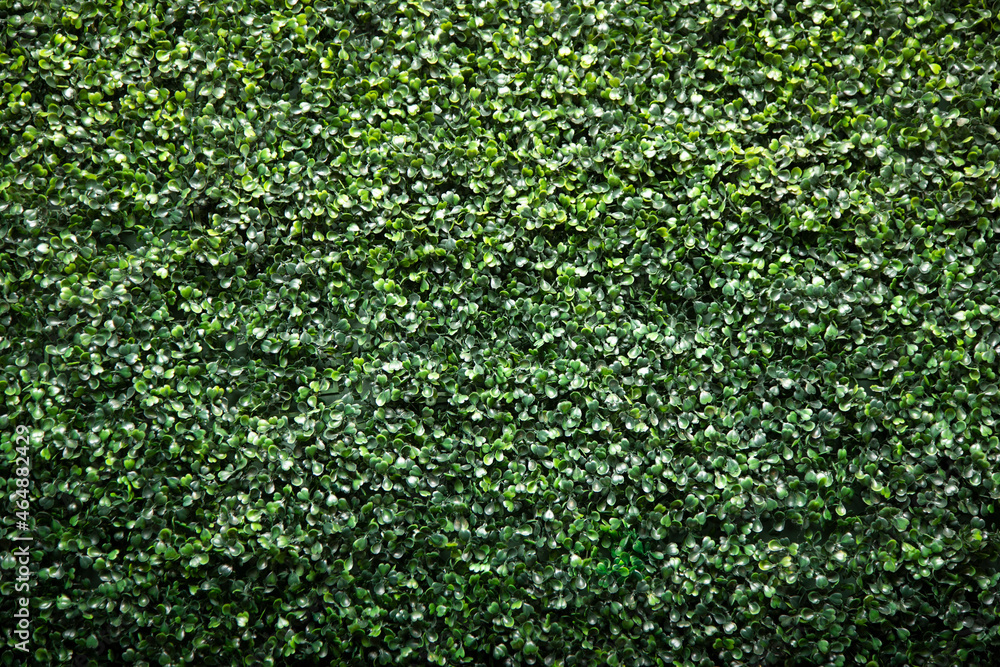 A view of a faux shrub wall facade, as a background. A view of a faux shrub wall facade, as a background.