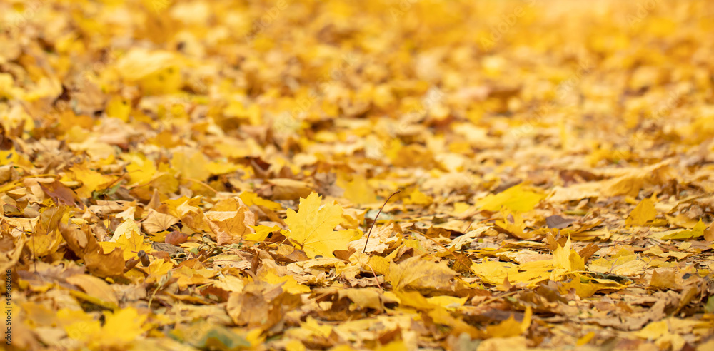 Autumn background of fallen leaves in the forest.
