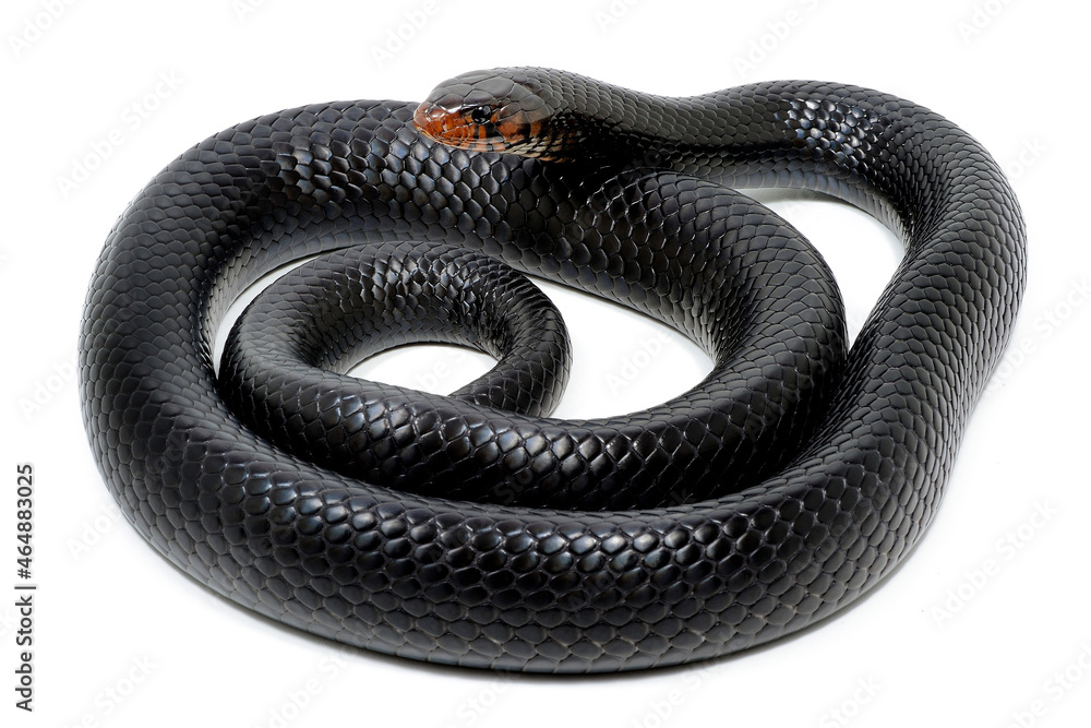 Eastern indigo snake (Drymarchon couperi) on a white background Eastern indigo snake (Drymarchon couperi) on a white background