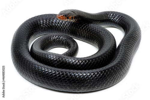 Eastern indigo snake (Drymarchon couperi) on a white background