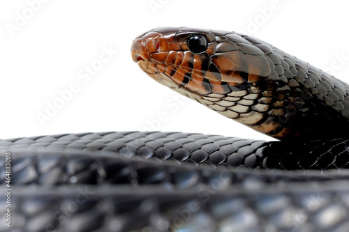 Eastern indigo snake (Drymarchon couperi) on a white background photo