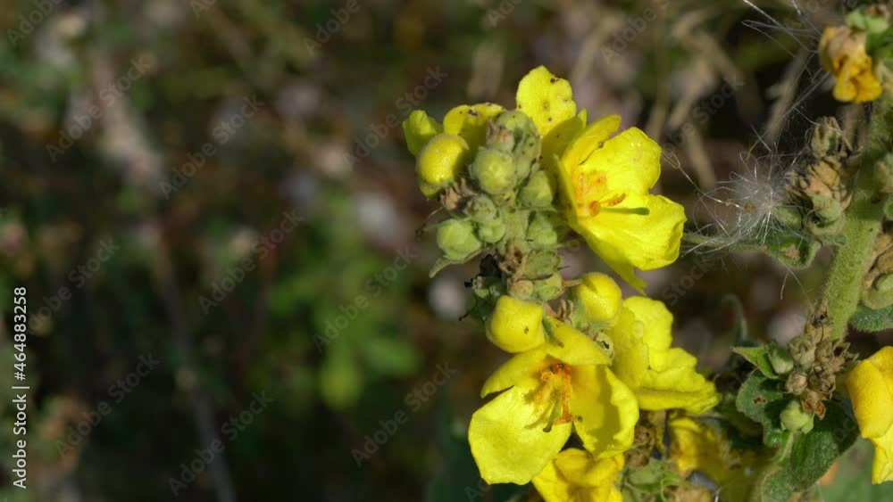 Great Mullein in slight breeze (Verbascum thapsus) - (4K) Great Mullein in slight breeze (Verbascum thapsus) - (4K)
