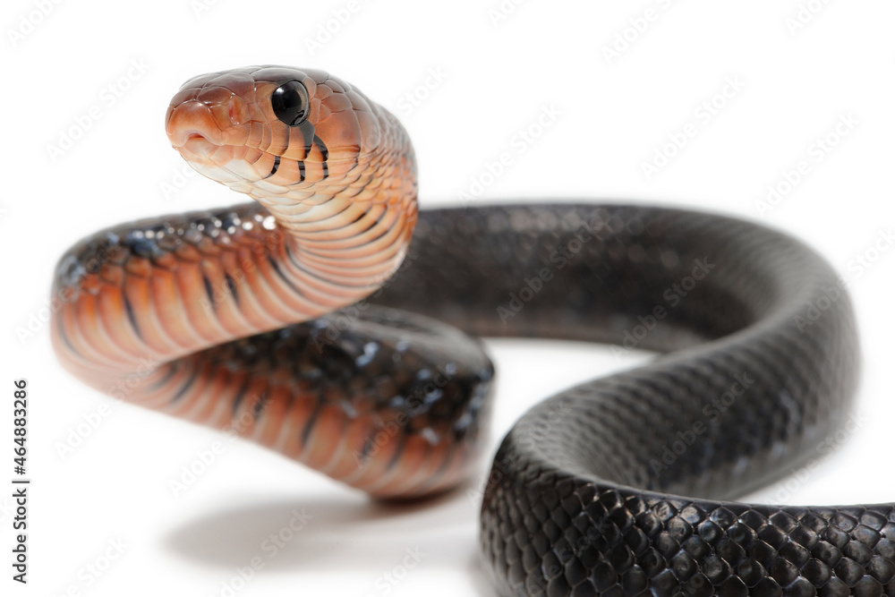 Naklejka premium Eastern indigo snake (Drymarchon couperi) on a white background