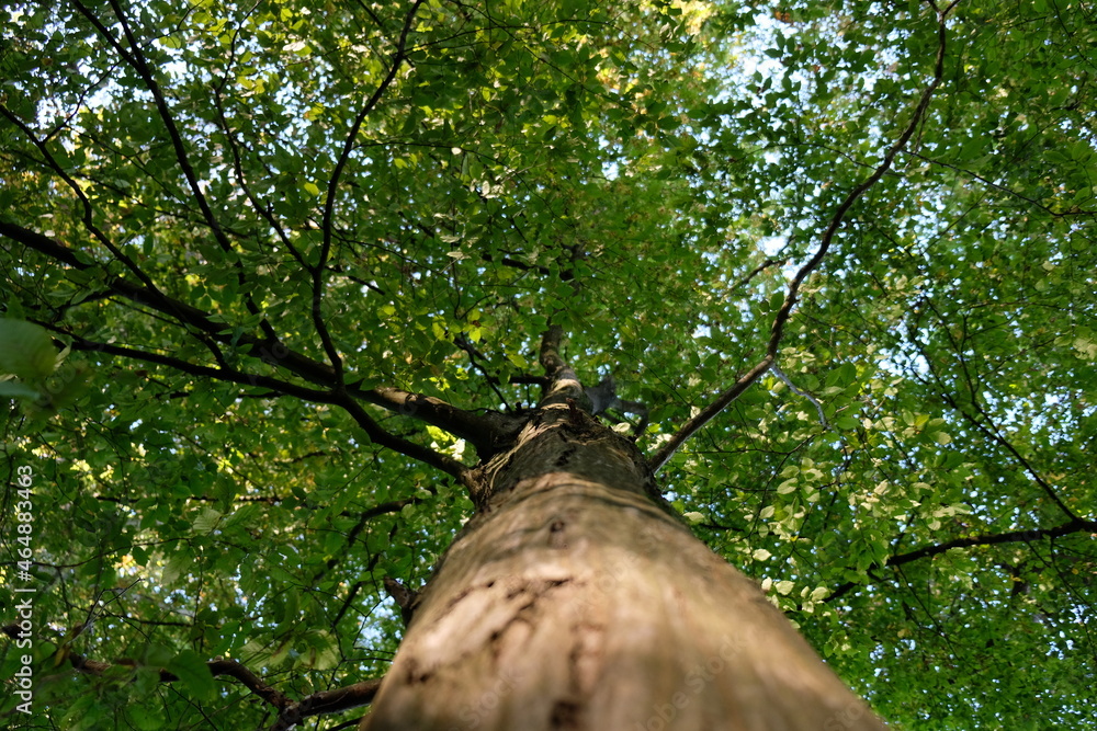Fototapeta premium Arbre dans la forêt