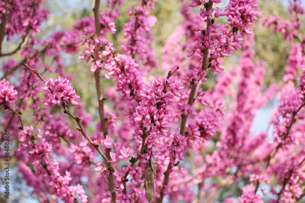A view of the beautiful pink branches of a Chinese redbud tree.